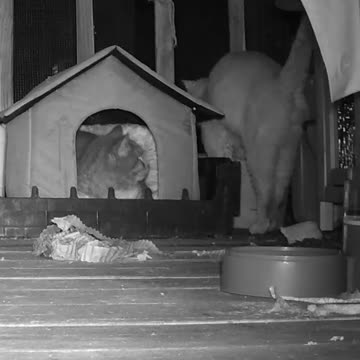 EA S62 - Cat Handshake