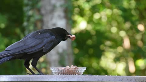 beautiful and adorable birds