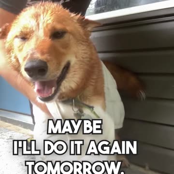 If_your_dog_gets_sprayed_do_this_first