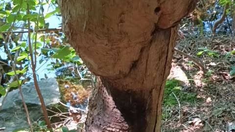 Beaver Chewed Tree