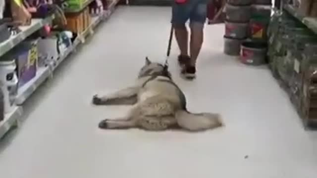 Stubborn Dog refuses to go home after shopping 😂