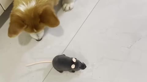 A dog and a toy mouse