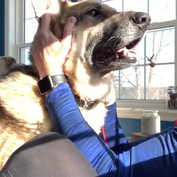 German Shepherd loves ears scratched