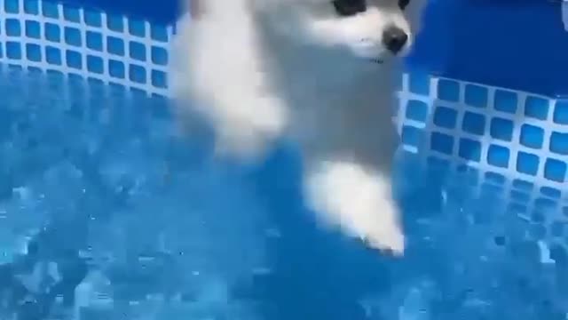 Dog traning in swimming