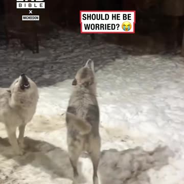 Guys house gets surrounded by wolves 😲