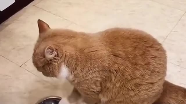 Booring cat | cat video