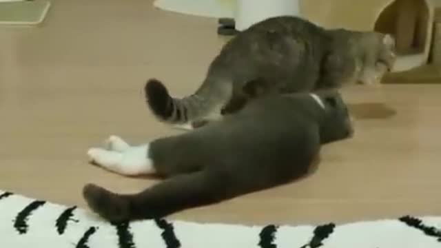Funny cats,😃😃