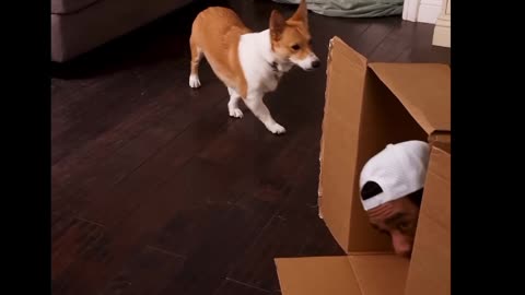 Playing hide and seek with my dog🐶