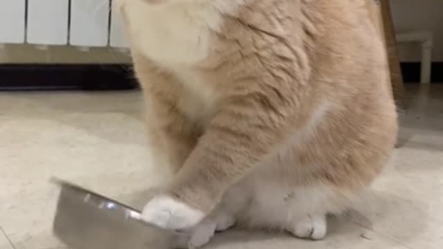 Clever cat plays with food bowl to ask for dinner