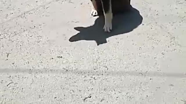 Sorry for the poor dog.