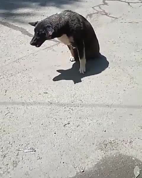 Sorry for the poor dog.