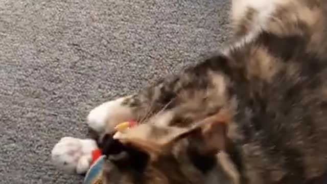 cat playing with toys funny cats #catlover #babycat #cat