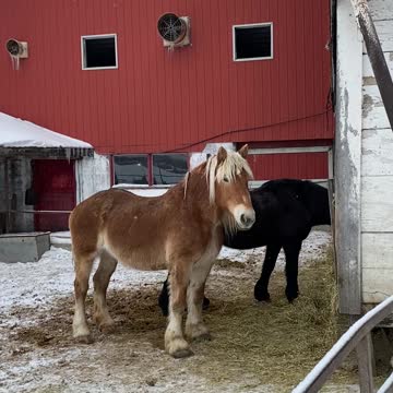 Belgian Draft Horse hanging out.