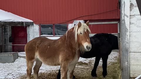 Belgian Draft Horse hanging out.