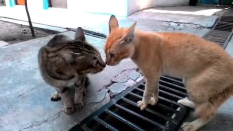 Fighting cat funny meowing morning