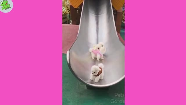 Cuts Funny Dogs Clips..😍😍