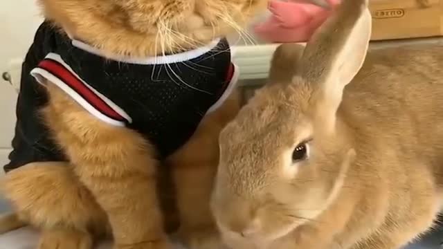 Angry 😾 Pussy & funny rabbit 🤣