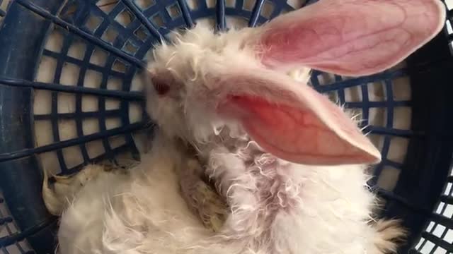 Rabbit clean by owners elf