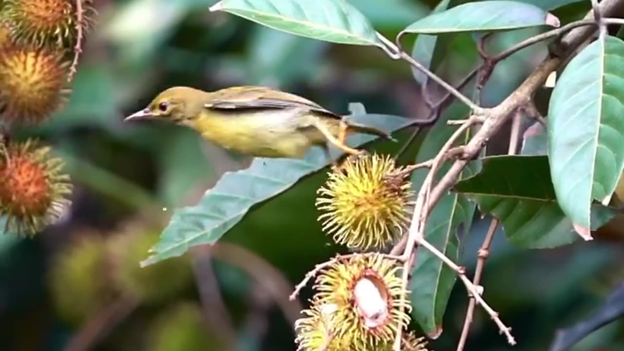 Wildlife