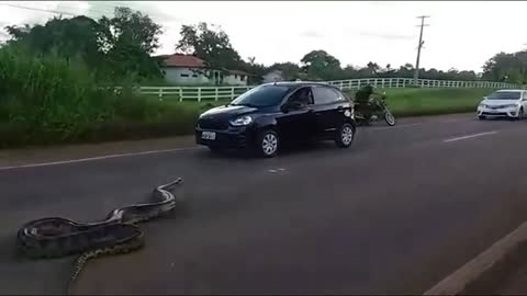 Giant snake crossing the traffic