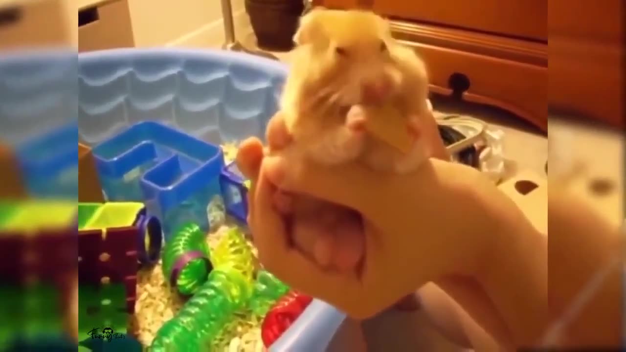 Funny Dog and animals videos part55πππ Funniest animals video compilation 2023..πβ€ Try to dnt laughπ