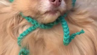 Fluffy Doggos with Hats Enjoy the Park