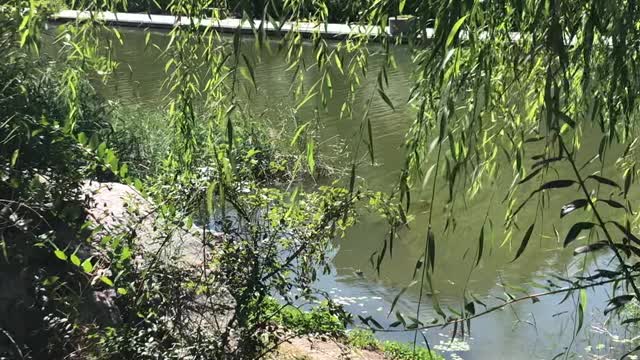 The weeping willows by the river waved in the afternoon sun