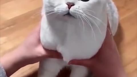 Funny cat