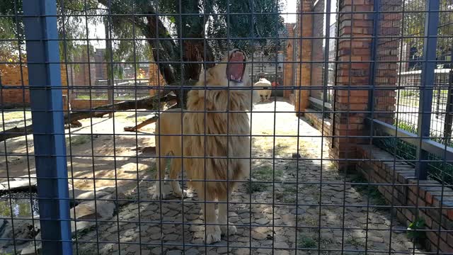 Yawning Lion Lets Out Strange Noise