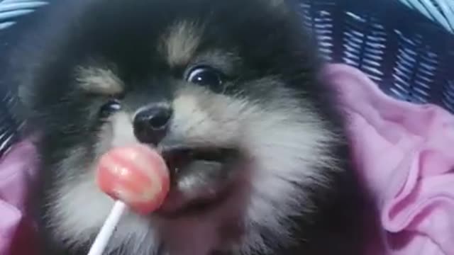 #Funniest Animals Real 😹 - Best Of The 2020 #Funny Animals Videos - Try Not To Laugh