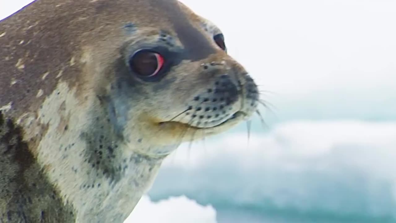 Wildlife with a natural perspective & Funs