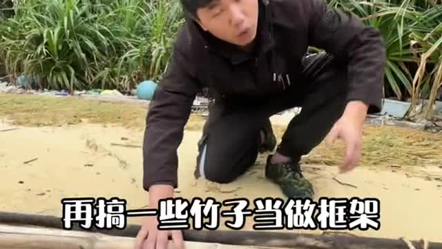 Desert Island Survival Dig cassava in bad weather, use cassava and papaya to make starch,