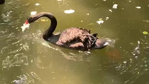 Goose eating Chinese Cabbage