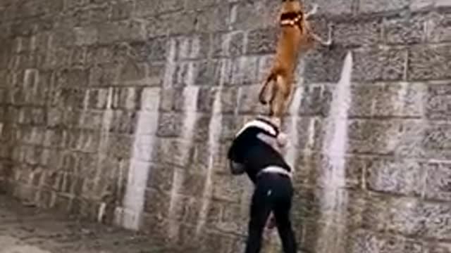 Dog that fly- malinois & alsatian dog show their jumping agility