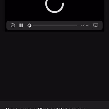 Red ants Black ants..