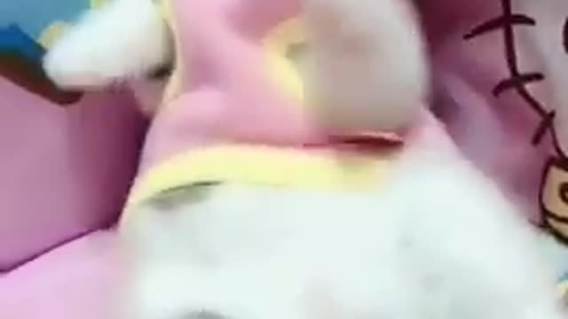 Cute cat kids masti moment||billi ke bachche ki masti ka samay||cute baby cat||बिल्ली का बच्चा👍🐱🐈🐱🐈🐱