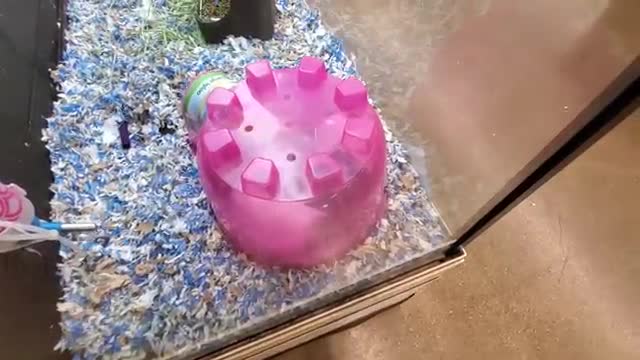 ¡EXPLORANDO PETSMART! ¡AMIGOS ANIMALES EN TODAS PARTES!