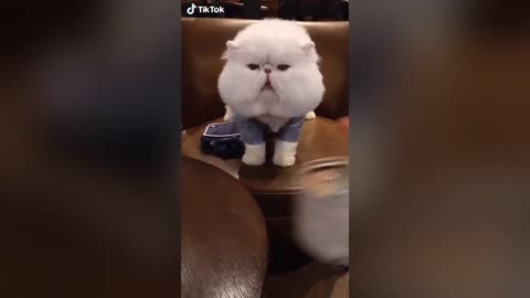 These Cats Can Speak English Better Than Hooman