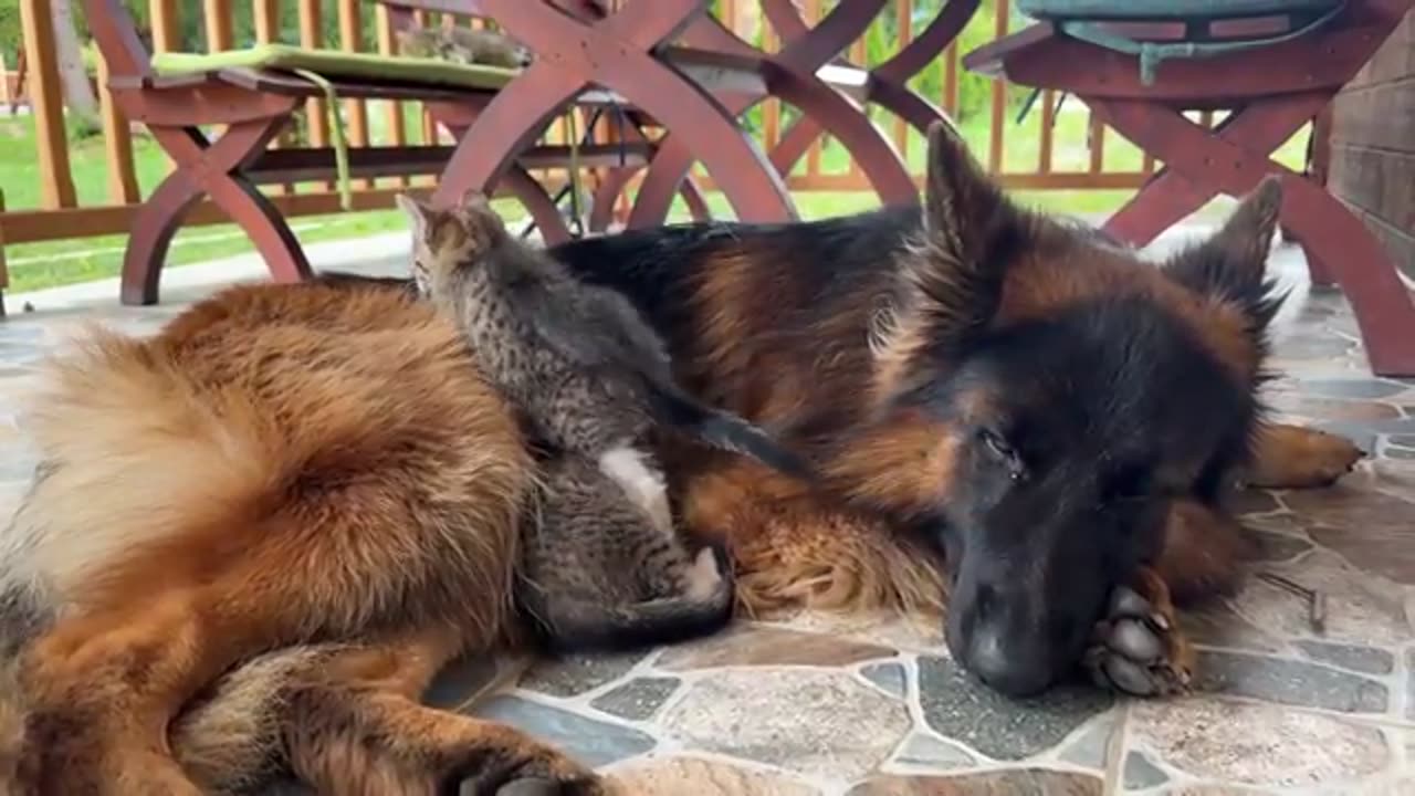 Kittens Can't Sleep Without Their Favorite German Shepherd