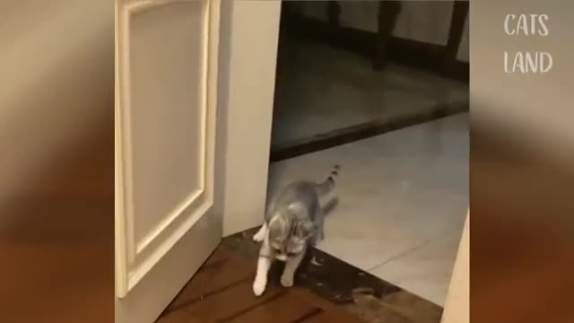 So Cute Cats ♥ Best Funny Cat Videos 2021