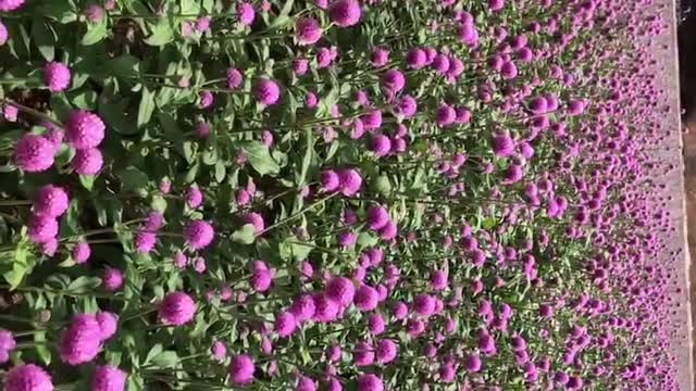 The beautiful sea of flowers makes people feel happy