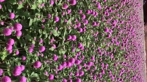 The beautiful sea of flowers makes people feel happy