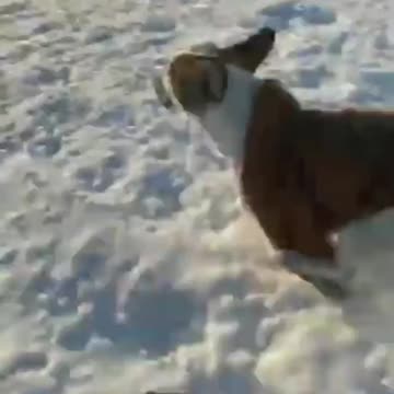 dog and snow