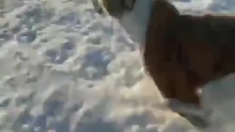 dog and snow