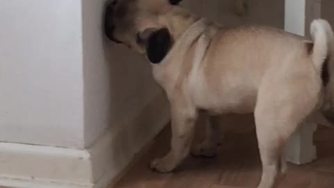 Hilarious Pug puppy kissing the wall!!