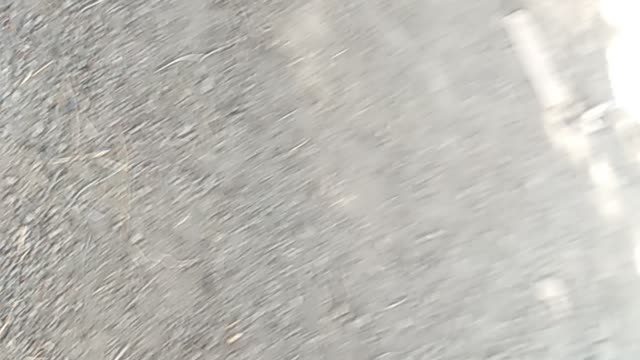 How to make your dog play hard (my dog)