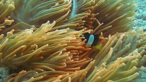 A Clown Fish Inside The Soft Corals