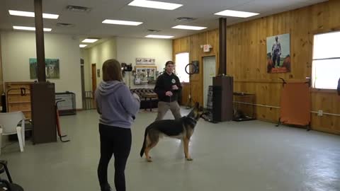 Dog training most valuable as good video