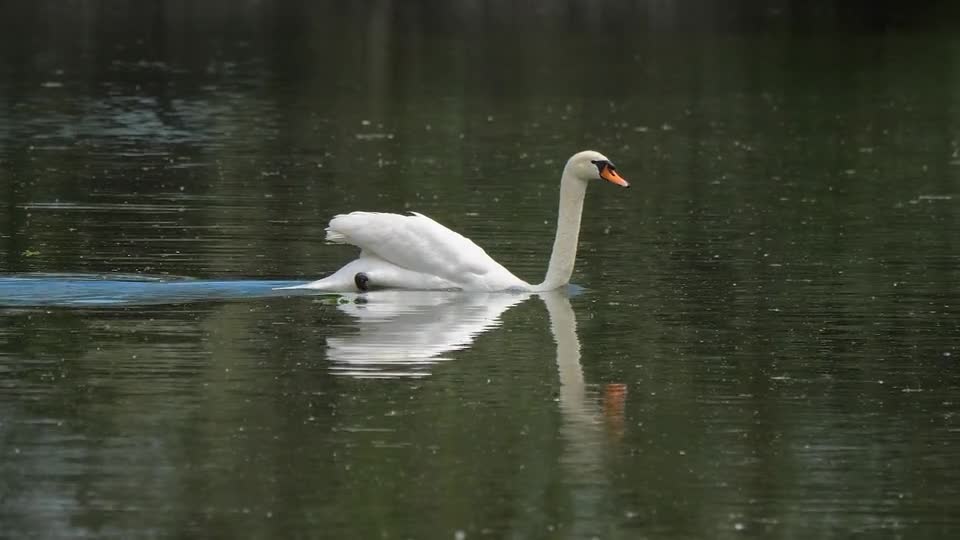 bird-branch-beak-food-snack