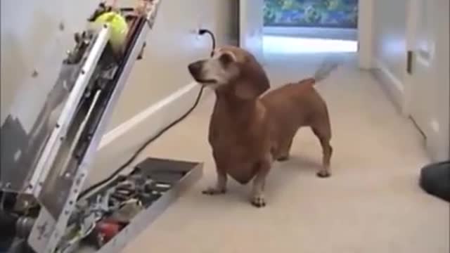 Jealous Dogs Want Attention Compilation (2020)